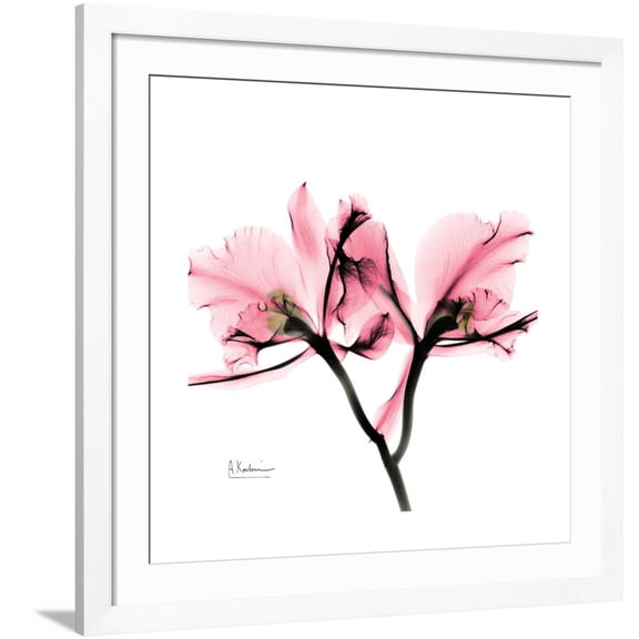 Art.com Soft Pink Orchid Art Print by Albert Koetsier, White Frame Wall Art, 38" x 38"