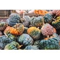 thumbnail image 2 of 20 Seeds BLACK FUTSU SQUASH Multicolored Wrinkly Skin Gold Flesh Japanese Heirloom Pumpkin Ornamental Edible Cucurbita Moschata Vegetable Seeds, 2 of 10