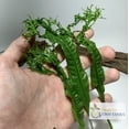 Underwater Aquatic Freshwater Java Fern Windelov Live Aquarium Plants ...