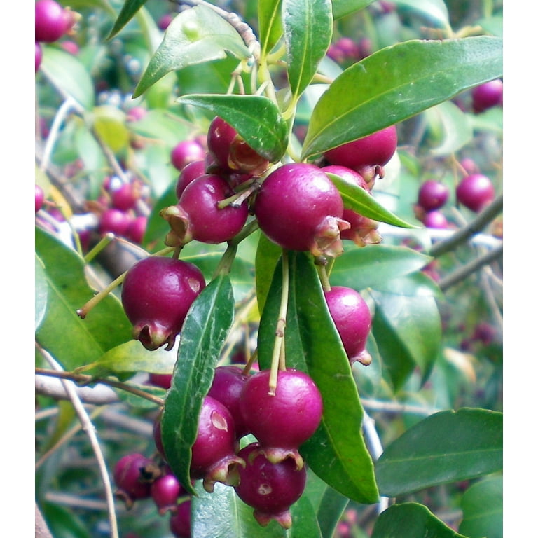 19+ Australian Brush Cherry Plant