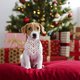 thumbnail image 5 of Bufanda triangular de Navidad para mascotas bufanda para perros MFZFUKR CPB-US-XD1477-5, 5 of 5