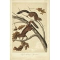 thumbnail image 2 of Audubon, John James 11x14 Black Ornate Wood Framed with Double Matting Museum Art Print Titled - Audubon Squirrel III, 2 of 4