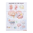 thumbnail image 1 of Miangastore Affiche d'Anatomie Humaine Affiche d'Anatomie Cérébrale Affiche Imprimée Scientifique, 1 of 8