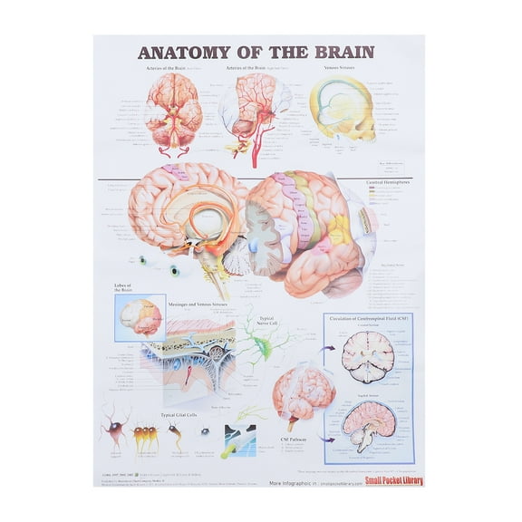 Homoyoyo Human Brain Anatomy Educational Poster Multi-Color Canvas for Hospital, School, Classroom, and Medical Study Use
