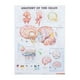 thumbnail image 1 of Póster de anatomía humana Anatomía cerebral Cartel de ciencias Cartel impreso, 1 of 3