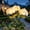 #E-White, variant on Fairy Hydrangea Lights with 3 Flowers, IP65 Waterproof Solar Powered with 15H Lighting for Patio, Yard, Garden & Outdoor Decor ,#E
