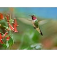 thumbnail image 2 of Fitzharris, Tim 18x14 White Modern Wood Framed Museum Art Print Titled - Broad Tailed Hummingbird at Scarlet Bugler Penstemon, 2 of 4