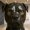 Dog head, variant on Zeiwohndc Resin Owl/Dog/Horse Figurines Statue Ornament Hand Carved Animal Sculptures