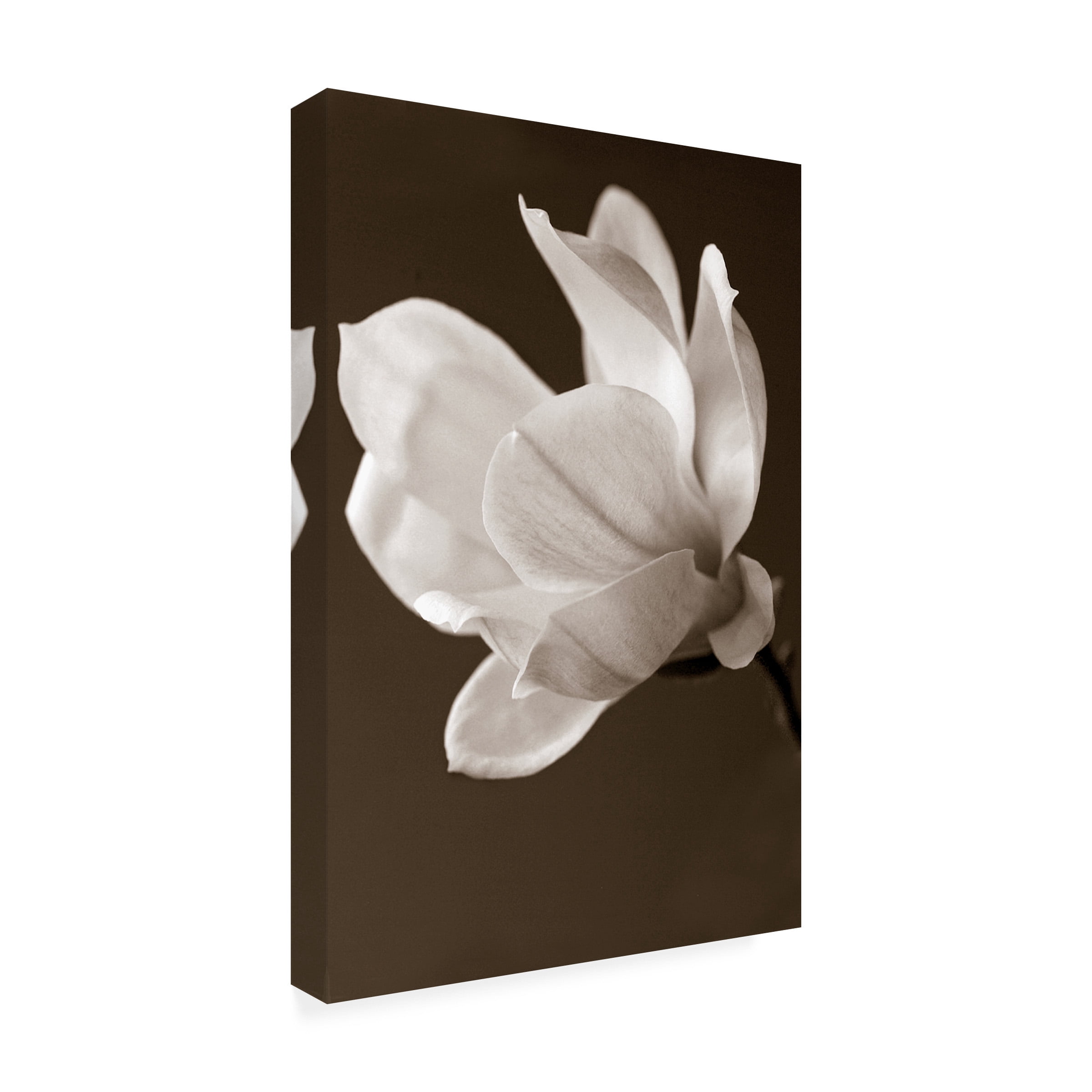 Symposium Design 'Sepia Magnolia' Canvas Art