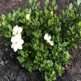thumbnail image 6 of Gardenia Live Shrubs, White, Fragrant, Hardy Evergreen, 6 of 6