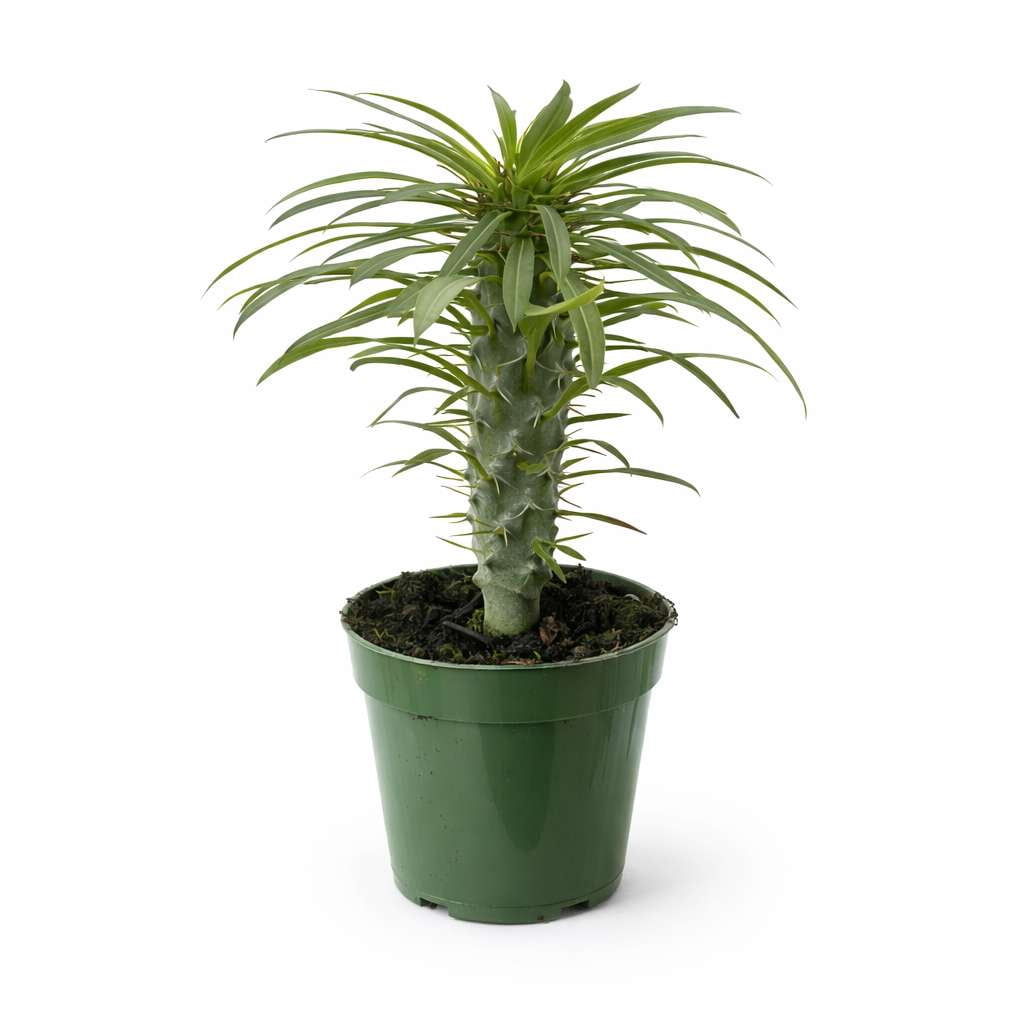 Pachypodium lamerei Live Plant for Indoor | Different Houseplants in 4'' & 6'' Pot | Real House Plant for Living Room, Office, Desk & Bathroom | Madagascar Palm |