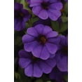 thumbnail image 4 of Better Homes & Gardens 2 Gallon Hanging Basket Multicolor Calibrichoa Combo Annual Flowers Live Plants Full Sun, 4 of 8