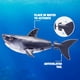 thumbnail image 2 of Juguete robótico de baño activado por agua Robo Alive Shark, paquete de 2, 2 of 9