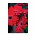 thumbnail image 2 of Gango Home Decor Red Gerbera Daisies 1 by Erin Berzel (Printed on Paper); One 24x36in Fine Art Paper Giclee Print, 2 of 4