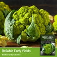 thumbnail image 2 of 2 Packs Green Macerata Cauliflower Seeds - Heirloom Biennial Full Sun Vegetable, 2 of 6
