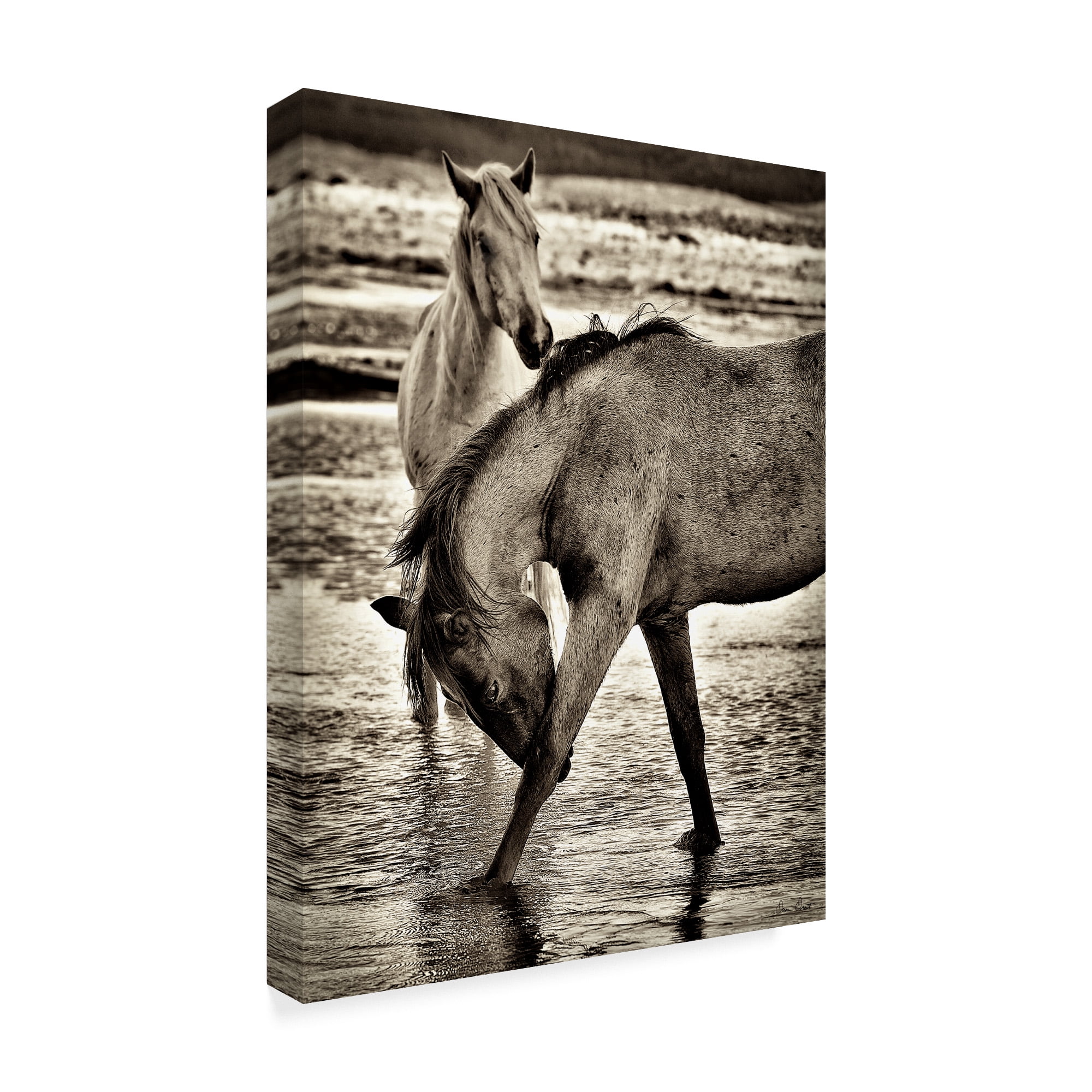 Trademark Fine Art 'Beach Horses I' Canvas Art by David Drost