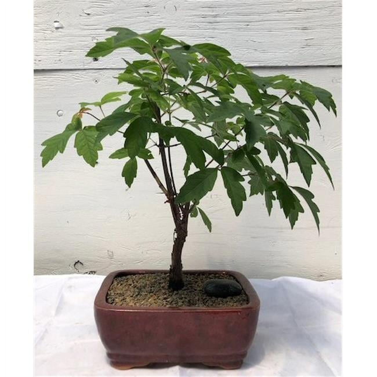 Brussel's Ginkgo Bonsai - XX Large - (Outdoor) - Walmart.com