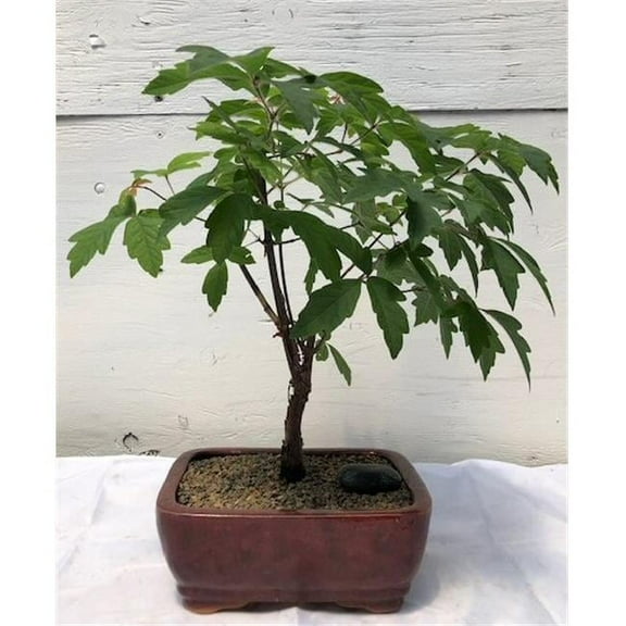 Bonsai Boy c2002 Paperbark Maple Bonsai Tree - Acer Griseum