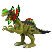 Walking Toy Cretaceous Dilophosaurus Battery Operated Dinosaur Figure w/ Realistic Movement, Lights and Sounds (Colors May Vary)