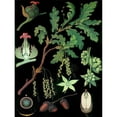 thumbnail image 3 of Vintage Apple Collection 11x14 Black Modern Framed Museum Art Print Titled - Oak, 3 of 5