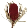 thumbnail image 2 of Vickerman 12" Jumbo Red Banksia Flower with Stem, Natural Preserved Dried Plant for Wedding Bouquets Home Decor or Everyday Arrangements 3 Per Pack, 2 of 2