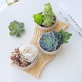 thumbnail image 4 of Koyal Wholesale 8 Pack Desert Tan Ribbed Shallow Plant Pots, Succulent Pot, Small Succulent Planter for Succulent Garden, 4 of 5