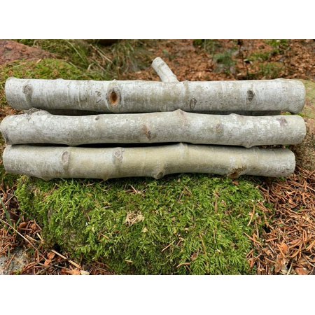 Aspen logs, 16 inches long, approximately 1 inch diameter, 15 pieces