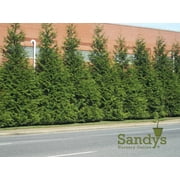Thuja Green Giant Arborvitae 3 Inch Pot, Lot of 60