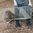 thumbnail image 3 of Havahart Extra Large Steel 1-Door Wild Animal Trap, 3 of 7