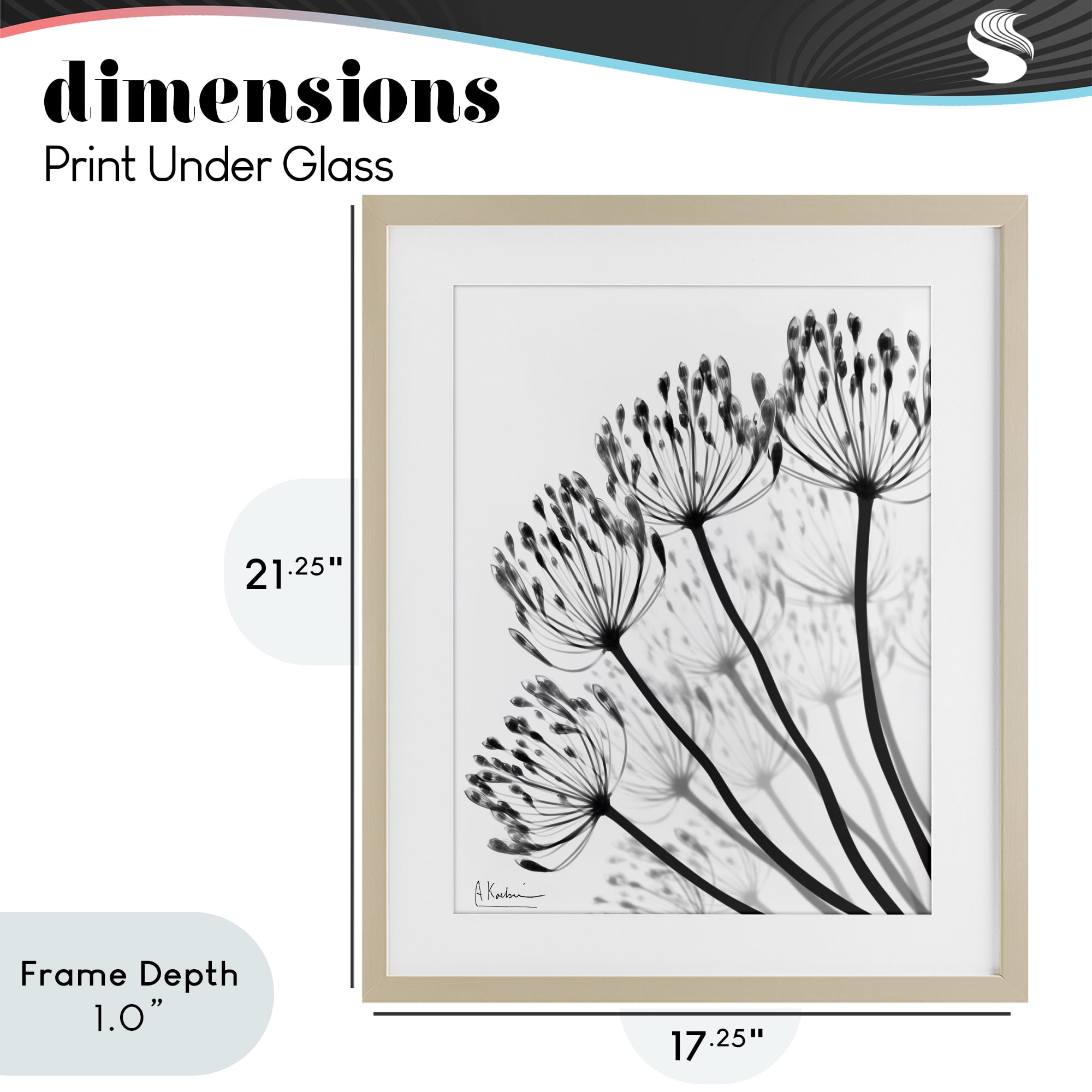 Stupell Industries Floral Fan Dandelions Birch Framed Print Under Glass, design by Albert Koetsier