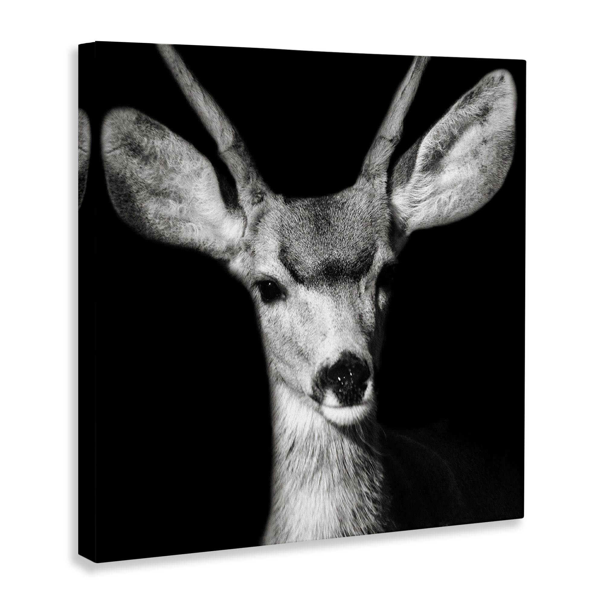 Stupell Industries Gazing Deer Portrait Animals & Insects Photography Gallery Wrapped Canvas Art Print Wall Art, 36 x 36