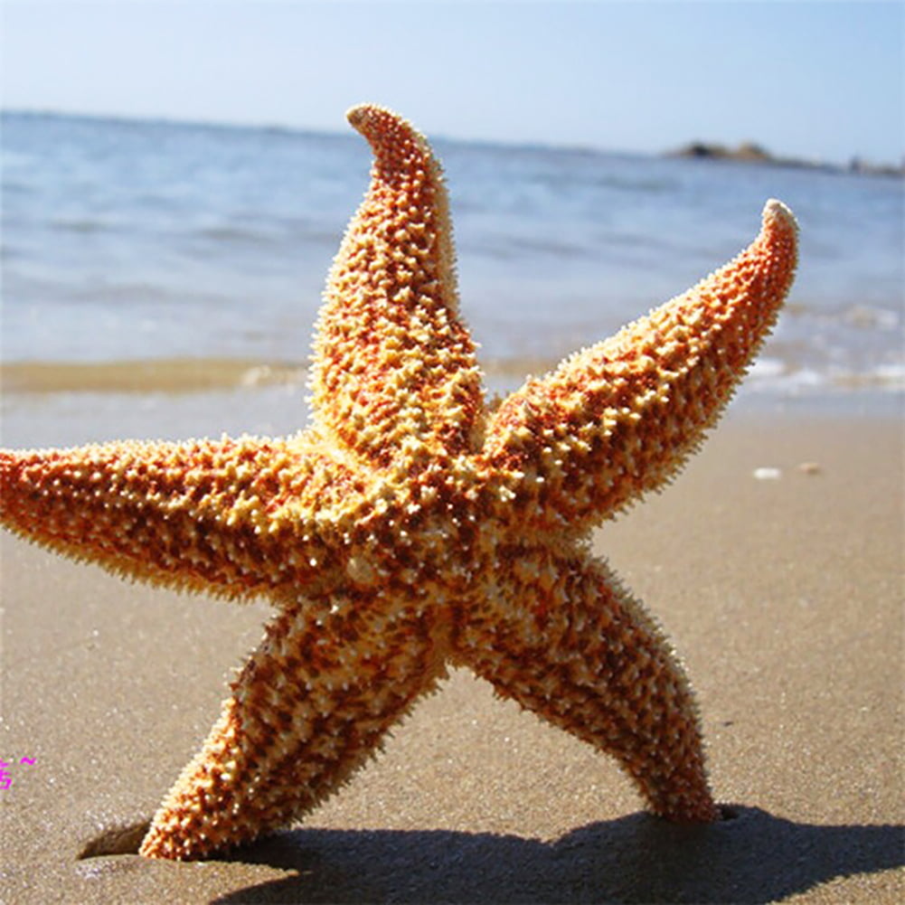 On Sale 6.3 in natural starfish White Starfish Natural Beach Nautical Decor Crafts Weddings Marine Life beach accent starfish beach decor