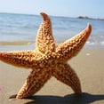 thumbnail image 5 of Yesbay 2Pcs Natural Dried Starfish Sea Star Beach Craft Wedding Party Home Decoration,Natural Starfish, 5 of 7