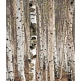 thumbnail image 2 of Birch Trees Spring Wall Mural by Wallmonkeys Peel and Stick Graphic (36 in H x 31 in W) WM307105, 2 of 4