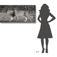 thumbnail image 4 of Global Gallery's 'Lion walking in African Savannah' by Pangea Images Stretched Canvas Wall Art, 4 of 4