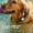 Green, variant on Pet Collar Companion Locator with Secure Attachment and Full Coverage for