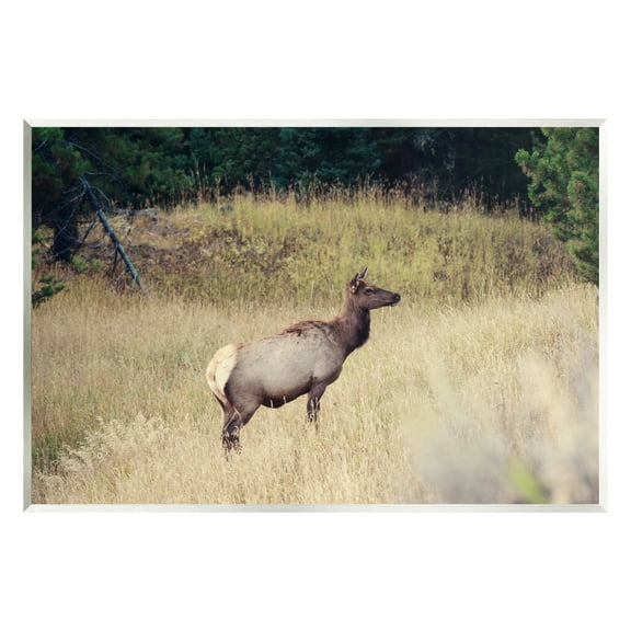 Stupell Wild Elk Nature Grove Photography Animals & Insects Photography Wall Plaque Unframed Art Print Wall Art