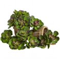 thumbnail image 1 of Plante Succulente Echeveria de 5 Po&44; Vert & Bordeaux - Lot de 12, 1 of 1