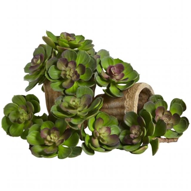 Plante Succulente Echeveria de 5 Po&44; Vert & Bordeaux - Lot de 12