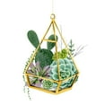 thumbnail image 3 of Popp, Grace 19x24 Black Modern Framed Museum Art Print Titled - Wild Terrarium I, 3 of 5