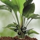thumbnail image 3 of Soportes De Plástico De Primera Para Tallo De Plantas, Clips De Soporte De Vid Duraderos, LAZOS DE RECOLECCIÓN DE TALLOS De Plantas De 4 Tamaña, Alternativa Ecológica, 3 of 7