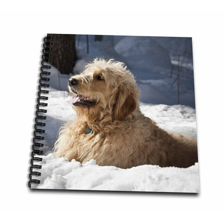 3dRose A Goldendoodle dog in the snow - US32 ZMU0065 - Zandria Muench Beraldo - Mini Notepad, 4 by 4-inch