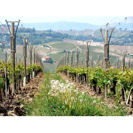LAMINATED POSTER Vineyard Winery Piedmont Agriculture Tuscany Poster Print 24 x