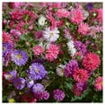 thumbnail image 3 of Everwilde Farms - 500 Crego Mixed China Aster Garden Flower Seeds - Gold Vault Jumbo Bulk Seed Packet, 3 of 5
