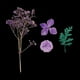 thumbnail image 2 of Flores y hojas secas naturales, adornos para bricoje, decoración del hogar, álbumes de recortes, margaritas pequeñas + gypsophi + Soledad Flores secas prensadas naturales, 2 of 10