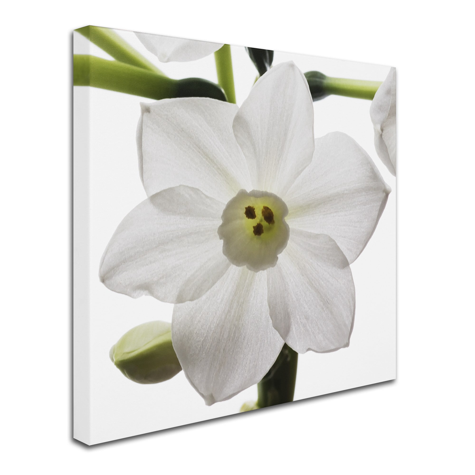 Trademark Fine Art "Paper White 2" Canvas Art by Kurt Shaffer