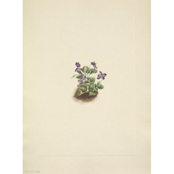 N American Wild Flowers 1925 Purple Mountain Violet Canvas Art - Mary V Walcott (24 x 36)