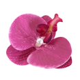 thumbnail image 5 of Unique Hair Colorful Hair Accessory Beautiful Floral Hairpin Barrette Stylish Hair Clip For Weddings And Celebrations Ref: 1459, 5 of 5