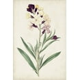 thumbnail image 2 of Ridgeway 11x14 White Modern Wood Framed Museum Art Print Titled - Antique Botanical Collection VII, 2 of 4