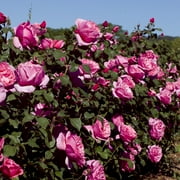 Dee-Lish® Hybrid Tea Rose by Heirloom Roses - Live Fragrant Rose Bush